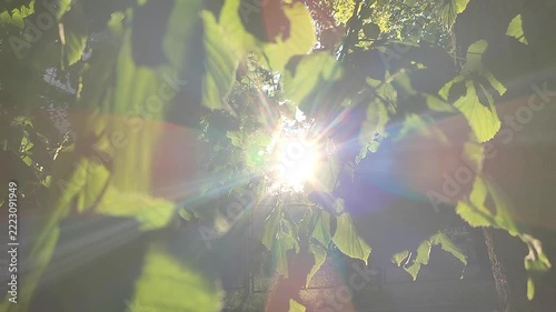Bright sun shining through green leaves on warm summer evening. Rays of sunshine breaking through leaves. Green leaves on tree and shining rays of sun. Sun beams on street. Nature. Natural background