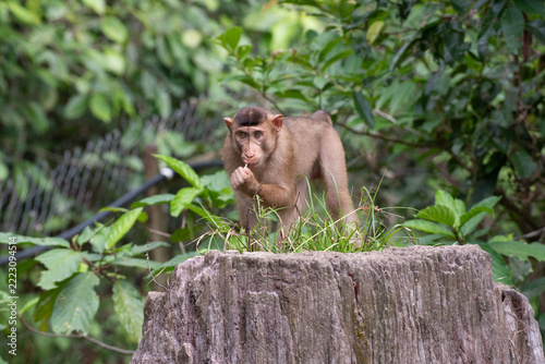 Sticker pig-tailed macaque macaca nemstrina