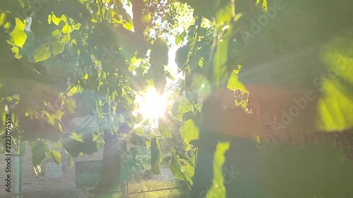 Bright sun shining through green leaves on warm summer evening. Rays of sunshine breaking through leaves. Green leaves on tree and shining rays of sun. Sun beams on street. Nature. Natural background