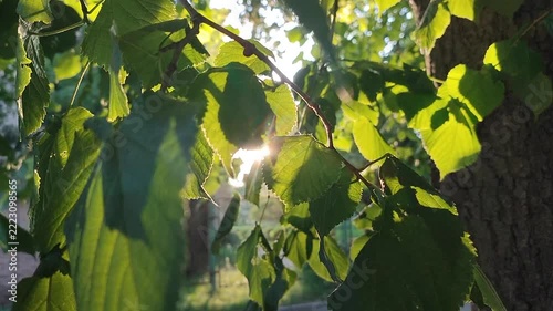Bright sun shining through green leaves on warm summer evening. Rays of sunshine breaking through leaves. Green leaves on tree and shining rays of sun. Sun beams on street. Nature. Natural background