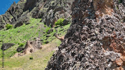 Wild Mountain Goat Peeking from Behind a Rocky Cliff in Tunceli, Türkiye