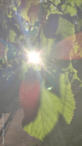 Bright sun shining through green leaves on warm summer evening. Rays of sunshine breaking through leaves. Green leaves on tree and shining rays of sun. Sun beams on street. Natural background Vertical