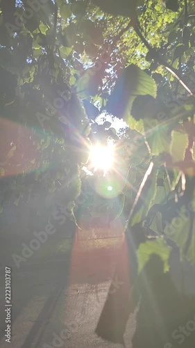 Bright sun shining through green leaves on warm summer evening. Rays of sunshine breaking through leaves. Green leaves on tree and shining rays of sun. Sun beams on street. Natural background Vertical
