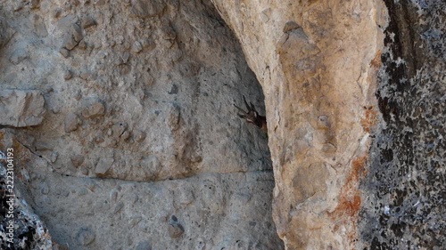 Wild Mountain Goat and Its Kid Sheltering in a Rocky Cliff