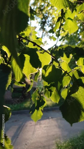 Bright sun shining through green leaves on warm summer evening. Rays of sunshine breaking through leaves. Green leaves on tree and shining rays of sun. Sun beams on street. Natural background Vertical