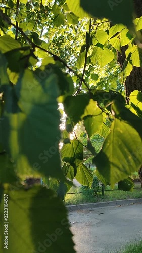 Bright sun shining through green leaves on warm summer evening. Rays of sunshine breaking through leaves. Green leaves on tree and shining rays of sun. Sun beams on street. Natural background Vertical