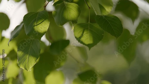 Slow motion handheld pan of leaves swaying on tree branch in garden with dappled sunlight and soft bokeh afternoon summer