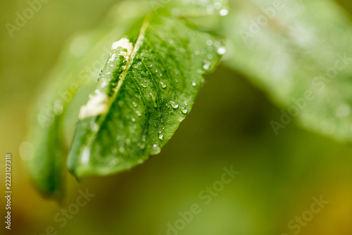 Dewdrops cling to a fresh green leaf