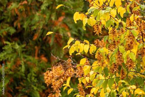 Golden leaves tremble in autumn breeze