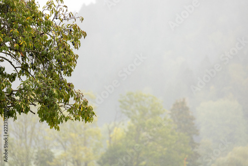 Mist swirls softly through green forest canopy