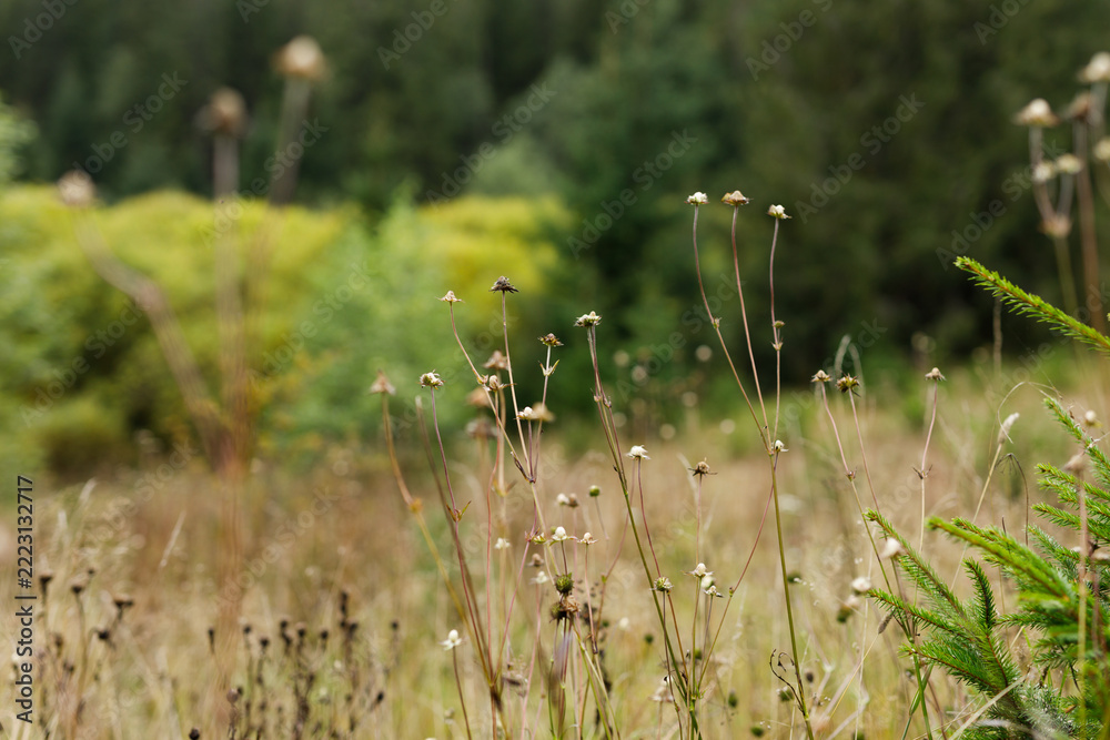 Naklejka premium Meadow foreground with dried wildflowers and small fir trees in the distance for nature banner, pastoral wallpaper, and environmental landscape design