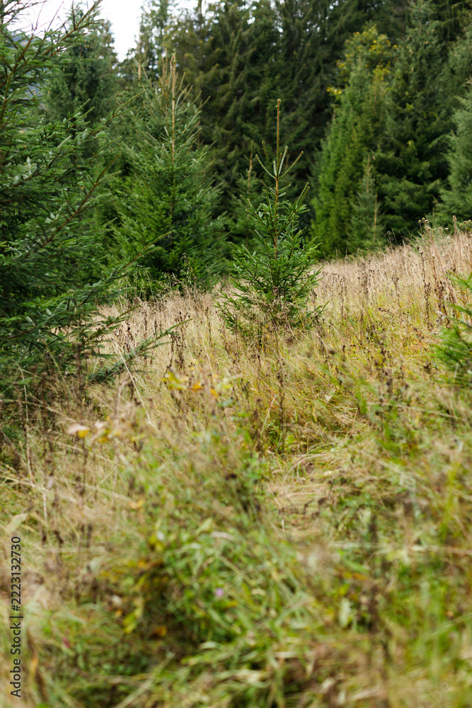 Fototapeta premium Vertical portrait of a young spruce slope with tall grass for poster background and botanical design use in outdoor advertising and nature themed banners