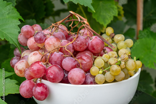 close up view of fresh ripe red and green white grapes overflowing from a white ceramic bowl surrounded by lush green grapevine foliage.