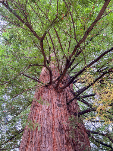 Towering Redwood in Seattle