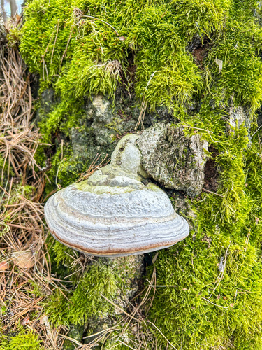 Bracket fungus on mossy tree trunk