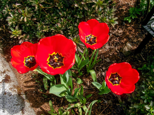 Four bright red garden tulips