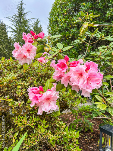 Pink Pacific rhododendron in bloom