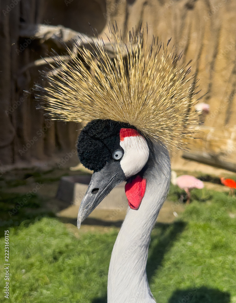 Naklejka premium A vertical closeup of a gray crowned crane, Balearica regulorum