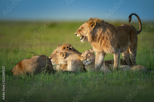 A majestic male lion stands proudly beside his resting pride, displaying strength and dominance in the lush green African savannah under the warm golden sunlight.
