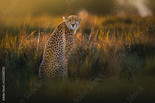 A majestic cheetah sitting gracefully in the golden savannah grass, gazing into the distance as the warm evening sunlight illuminates its beautiful spotted coat.