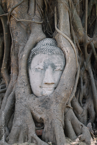 Obraz na plátně Ancient Buddha head entwined in massive tree roots at a historic temple site, Wa