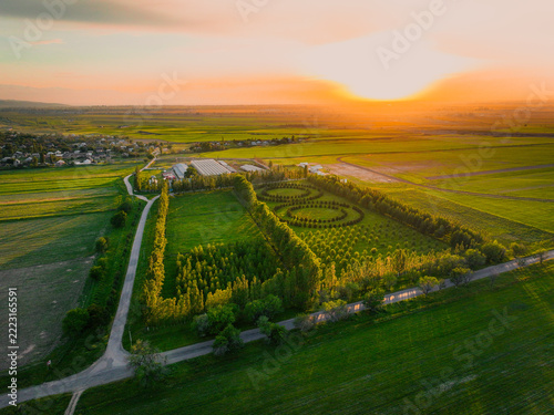 Aerial view of green cultivated fields, rows of trees, country roads and a warm low sun