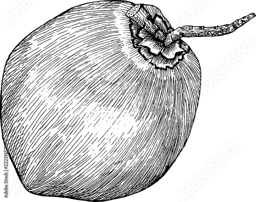 whole coconut fruit hand drawn sketch botanical engraving