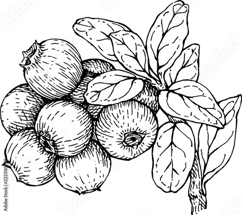 blueberry branch with leaves hand drawn sketch engraving