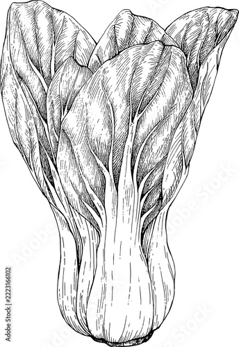 bok choy cabbage hand drawn sketch botanical engraving illustration