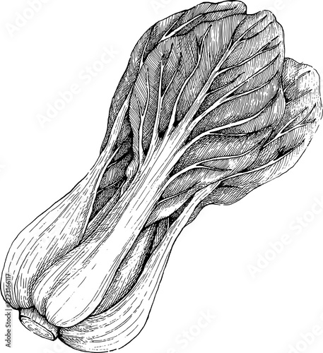 fresh bok choy vegetable hand drawn sketch botanical engraving