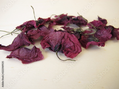 Dried red poppy flowers