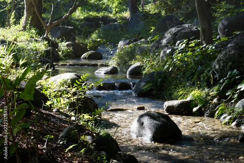 穏やかな小川の風景