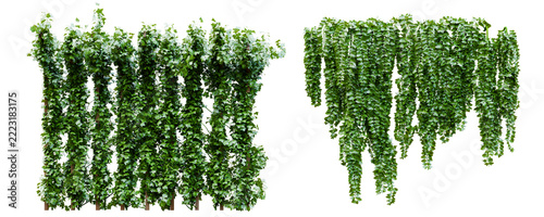 Decorative climbing plants and flowering vines on transparent background- 3D Rendering