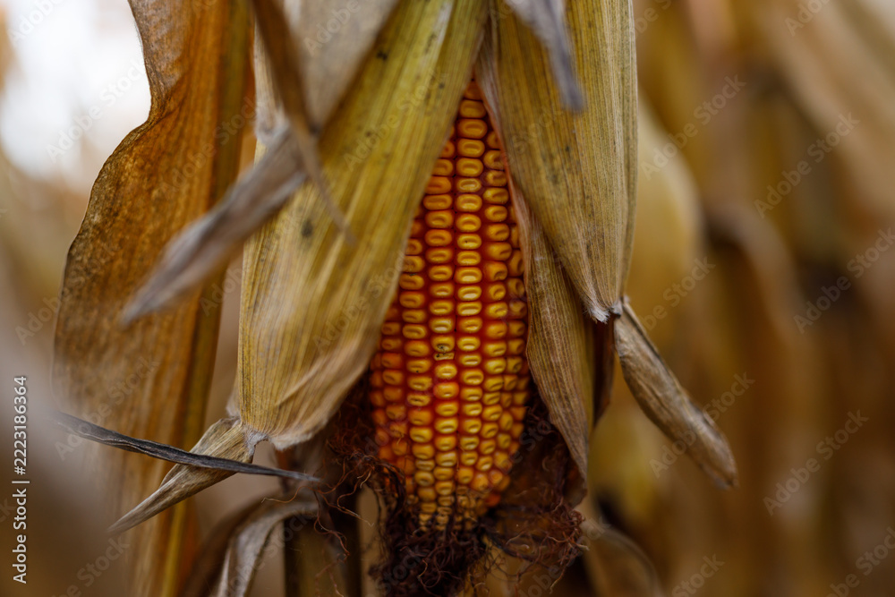 Fototapeta premium Dried corn cob maturing on tall stalks in open autumn field
