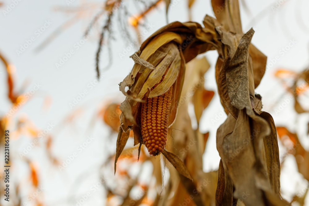 Fototapeta premium Dried corn ear hanging on stalks in late autumn field