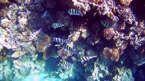 Marine fish swim near a reef in the Red Sea
