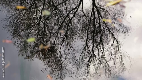 Low angle view of pond surface showing scattered autumn leaves floating across dark rippled water while blurred vertical reflections of trees and nearby buildings add calm urban nature texture