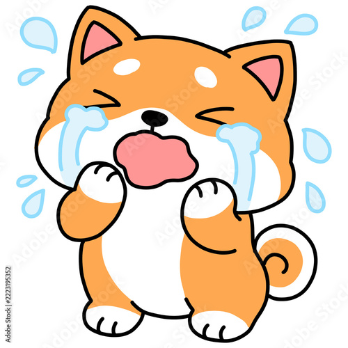 Cute Shiba Inu dog crying loudly with tears