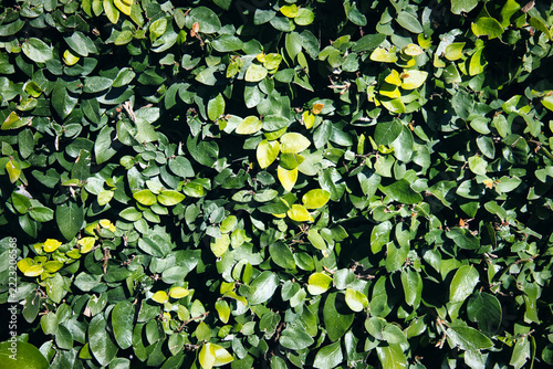 Macro View Of Shiny Cotoneaster Cotoneaster Lucidus Foliage And Berries