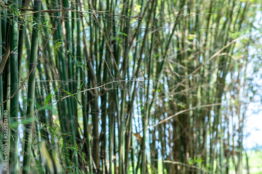 Obraz premium Dense cluster of tall green bamboo stalks with slender branches and leaves growing in a tropical bamboo grove, showcasing lush vegetation, natural greenery and a peaceful forest environment