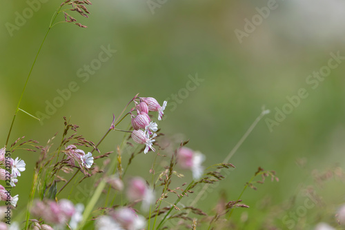 Taubenkopf, Leimkraut, Blume, Natur.