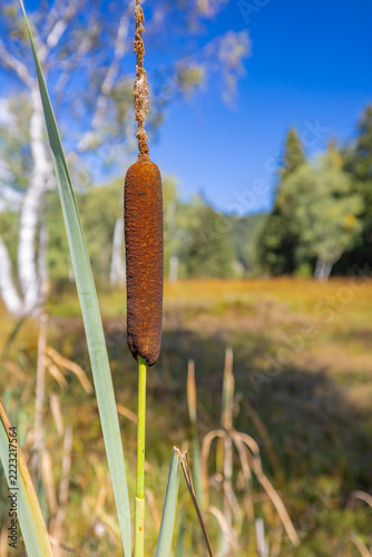 Breitblättriger Rohrkolben, Pflanze, Natur, salzburg.