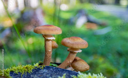 Hallimasch, Pilz, Herbst, Natur, Makro.