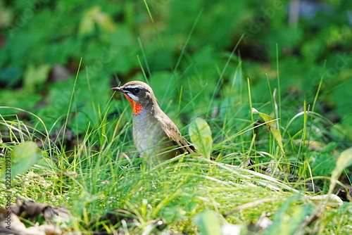 Male Siberian rubythroat standing on the ground in lush green vegetation
