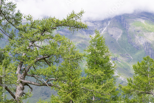 Lärche, Baum, Landschaft, Großglocknergebiet,.