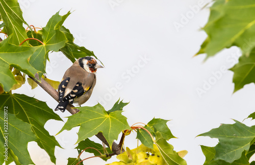 Stieglitz, Vogel, Mauser, Herbst, Natur.