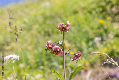 Türkenbundlilie, Blume, Natur, Makro, Blüten.