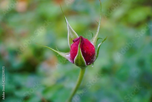 Kleine rote Rose mit Regentropfen vor grüner Wiese in Garten am Nachmittag im Herbst