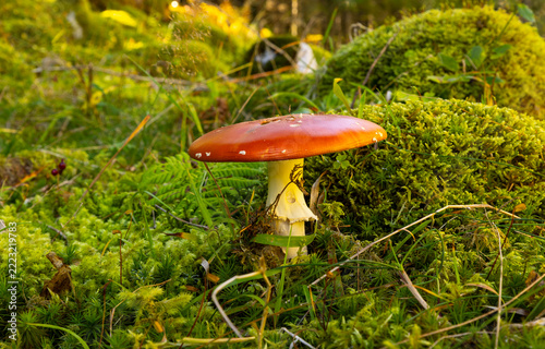 Fliegenpilz, Herbst, Makro, Natur, Moos