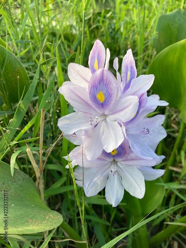 Water hyacinth blossoms showcase vibrant purple and yellow petals surrounded by lush green leaves in a natural aquatic environment.
